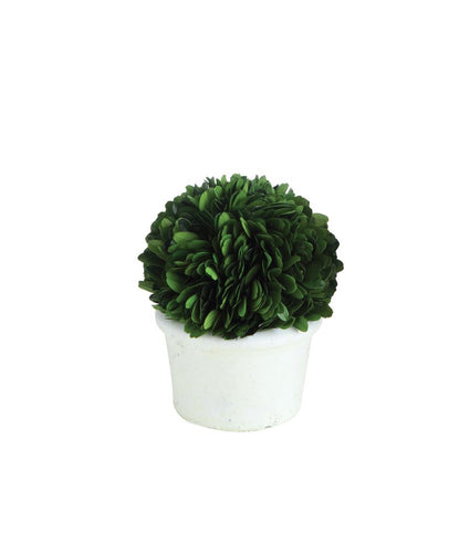preserved boxwood topiary