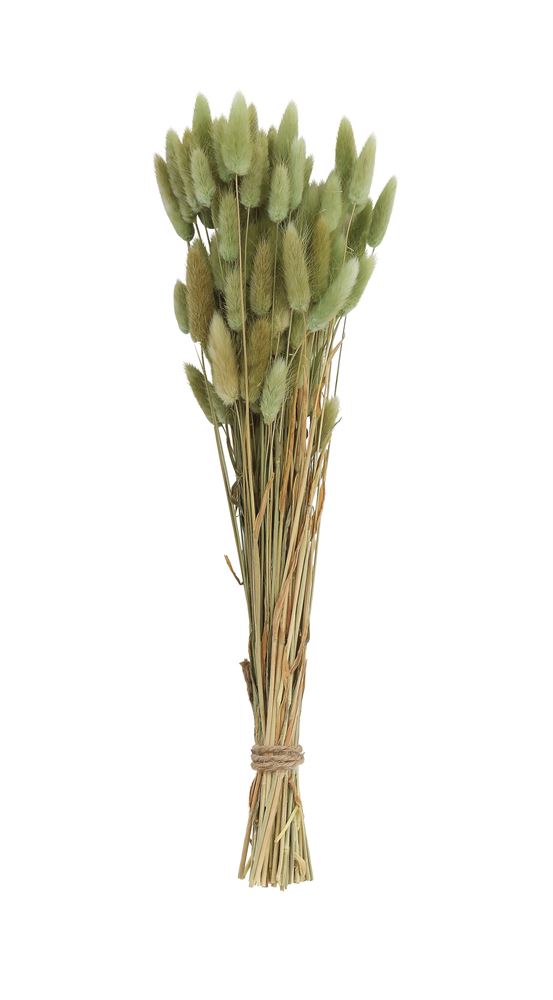 dried natural bunny tail grass bunch